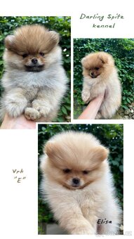 K odběru štěňata Pomeraniana s PP FCÍ - 4
