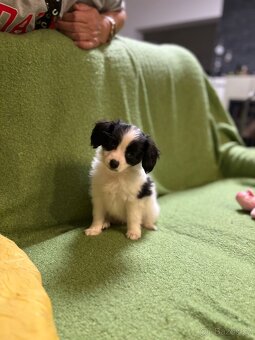 Štěňátko Phalene  s PP - 4