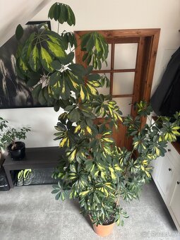 Pokojová rostlina šeflera schefflera cca 215cm - 4