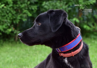 Kříženec Dasty hledá domov - 4