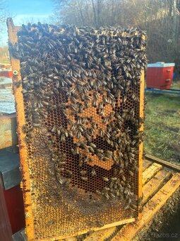 Vyzimovaná včelstva - 4