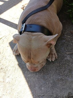 Prodam americký pitbul mini - 4