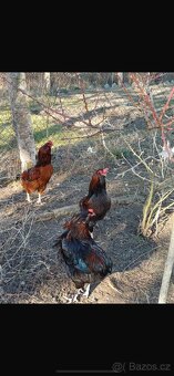 Kohouti Araucana+Dominant - 4