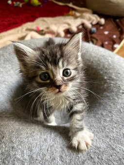 Maine coon mačiatka - 4