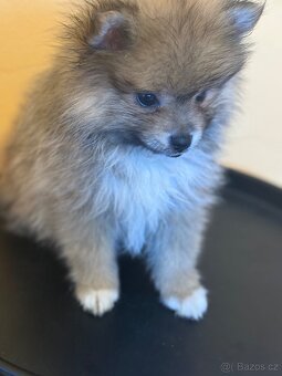 Pomeranian - 4