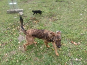 Větší štěnátka - 4