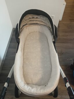 Camarelo alicante - 4