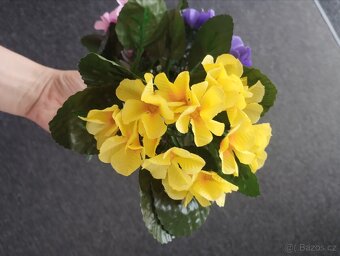 Petrklíč růžová bílá žlutá fialová akce 29Kč - 4