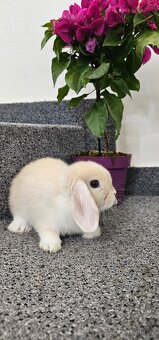 Minilop - ❤️zakrslí beránci❤️ - 4