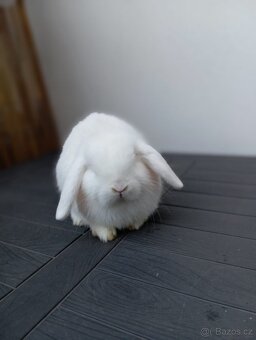 Minilop zakrslý beránek anglického typu - 4