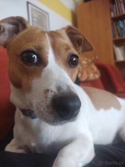 Štěňátko Jack Russell - 4