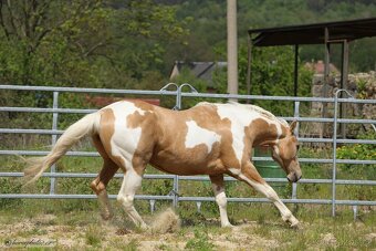 Nabízím připouštění plemeným hřebcem APH - 4