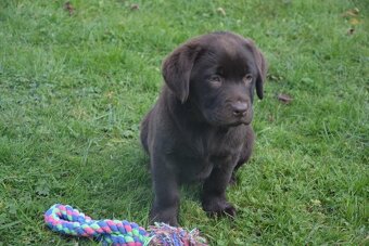 Labrador - 4