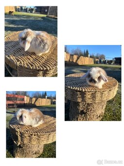 Zakrslý králík - mini lop - 4