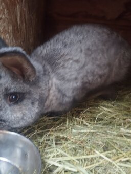 Samec od králíka - 4