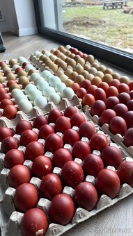 Kuřata na barevná vejce - 4