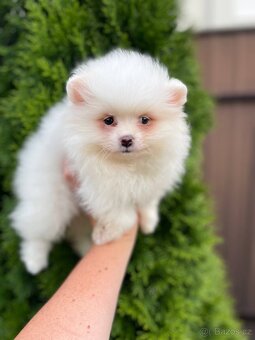 Pomeranian špic - 4