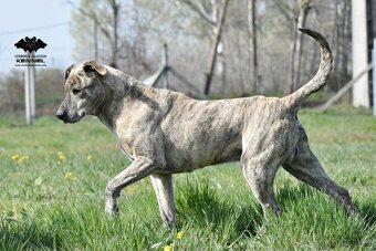 Uruguayský Cimarron s PP - rezervace štěňátka - 4