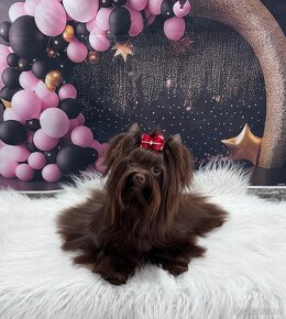 Choco yorkshire teriér s PP ke krytí - 4
