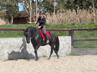 Luxusní černý valach - 4