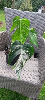 Monstera albo variegata - 4
