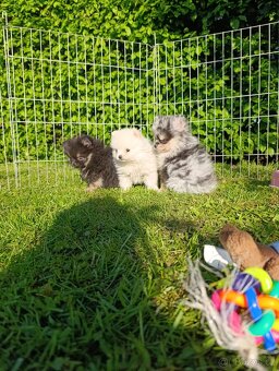 Pomeranian pomerian blu Merle - 4