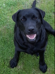 Labradorský retriever s PP černá - 4