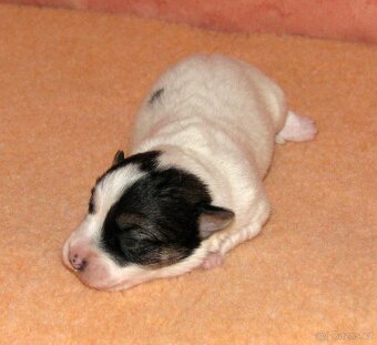 Jack Russell teriér – 4 fenky + 2 pejsci s PP k rezervaci - 4