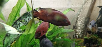 Hemichromis exsul - 4