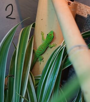 felsuma madagaskarská (Phelsuma madagascariensis) - 4