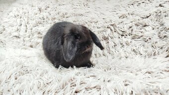 Zakrslý beránek, králíček, králík - BIBI - 4