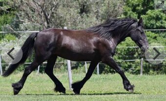 Prodáme kobylku Fell Pony kategorie B - 4