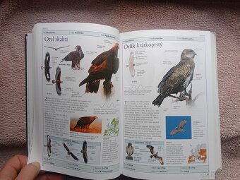 PTÁCI EVROPY-Rob Home - 4