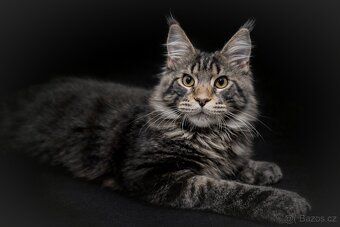 Mainská mývalí- kocourek s PP - 4