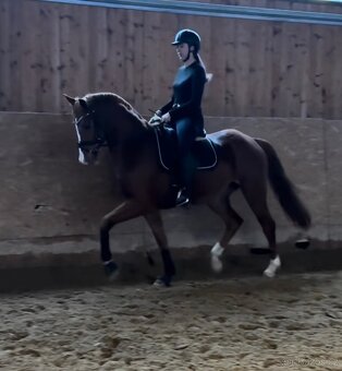 Sleva 5letý valach - 4