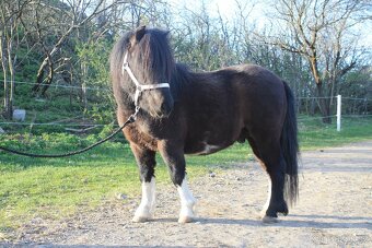 Shetland pony - 5letý hřebec s PP - 4