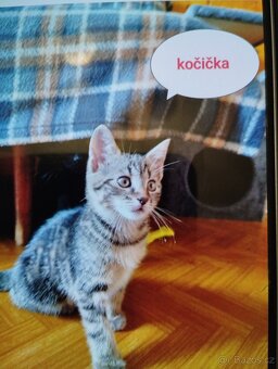 Koťátka - 4