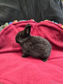 Mláďata zakrslých králíků - 4