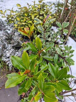 Stále zelené keře a stromy - 4