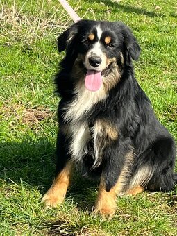 Miniaturní americký ovčák- pejsek s PP v barvě - 4