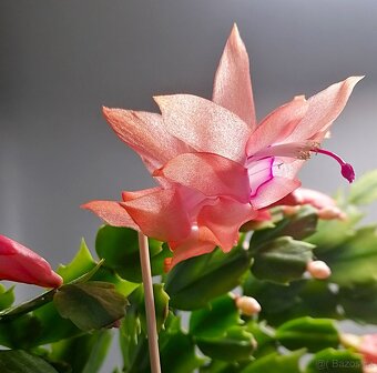 Schlumbergera - Vánoční kaktus (řízky) - 4