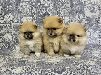 Trpasličí špic pomeranian - 4