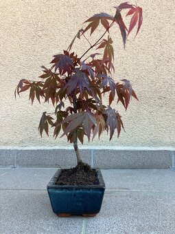 Bonsai, Bonsaj, japonský javor, skalky - 4