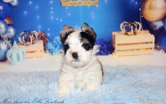 biewer terier s PP jorkšírský - 4