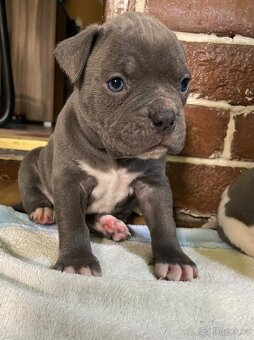 Americký stafordšírsky teriér - 4