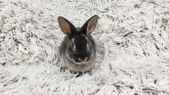 Zakrslý králík, králíček -(REX)-DYLAN A DAISY - 4