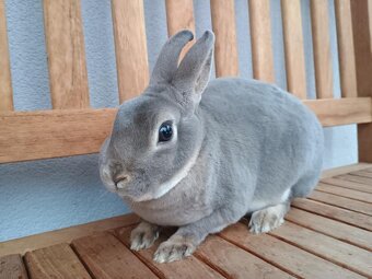 Zakrslý rex divoce modrý s rodokmenem - 4