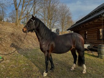 Klisna Welsh Cob D - 4