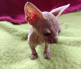 Sphynx bez PP - 4