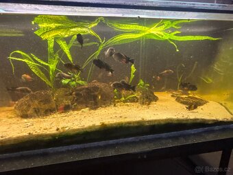 TROPHEUS BEMBA RED - 4